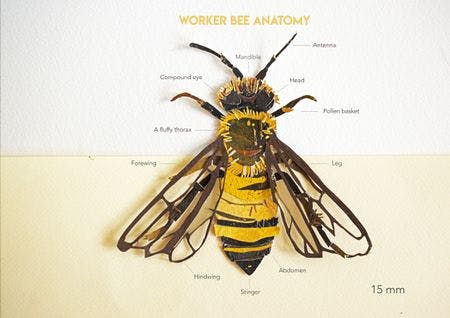 Bee Mag 3.jpeg